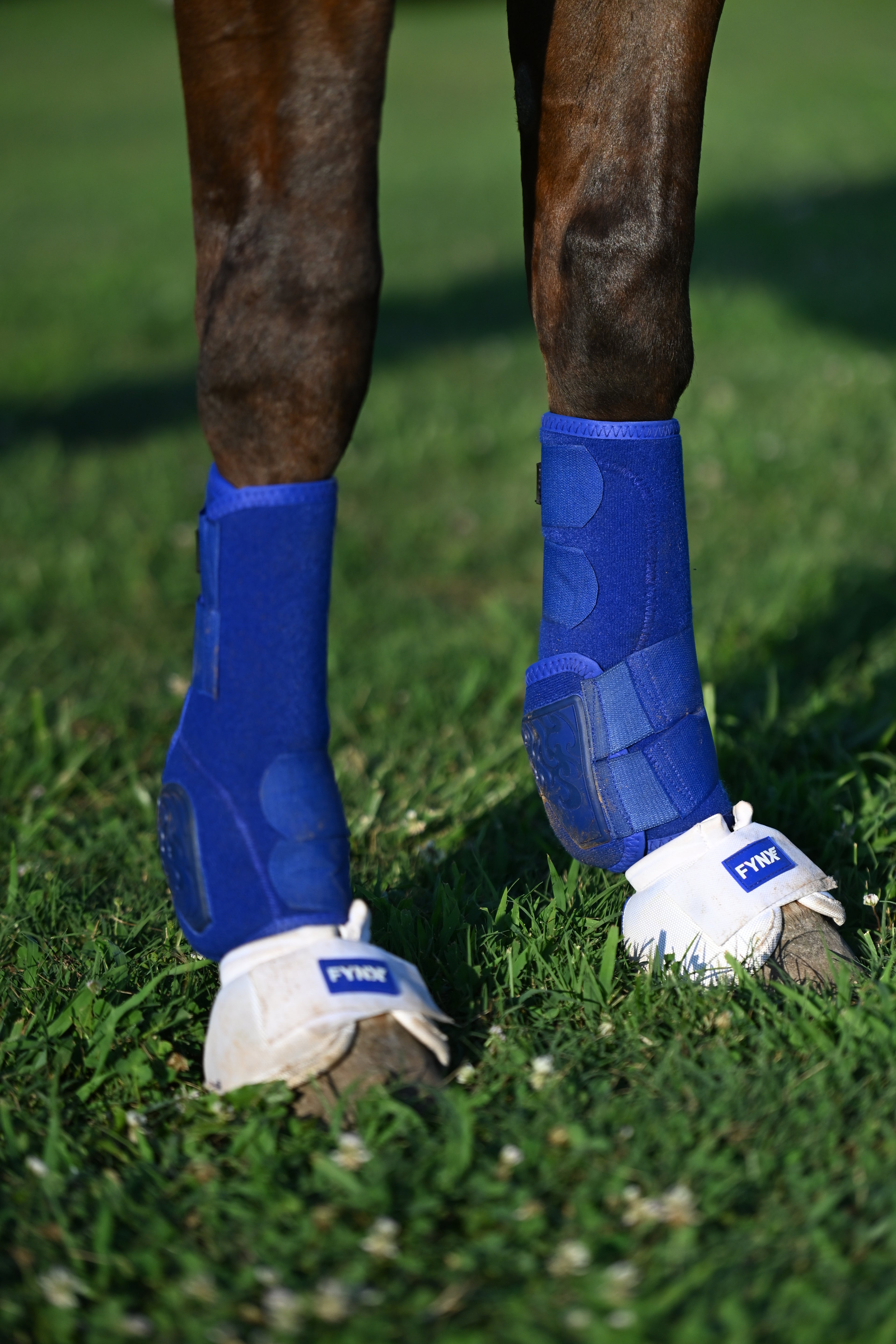 FYNX™ Splint Boots (Royal Blue)
