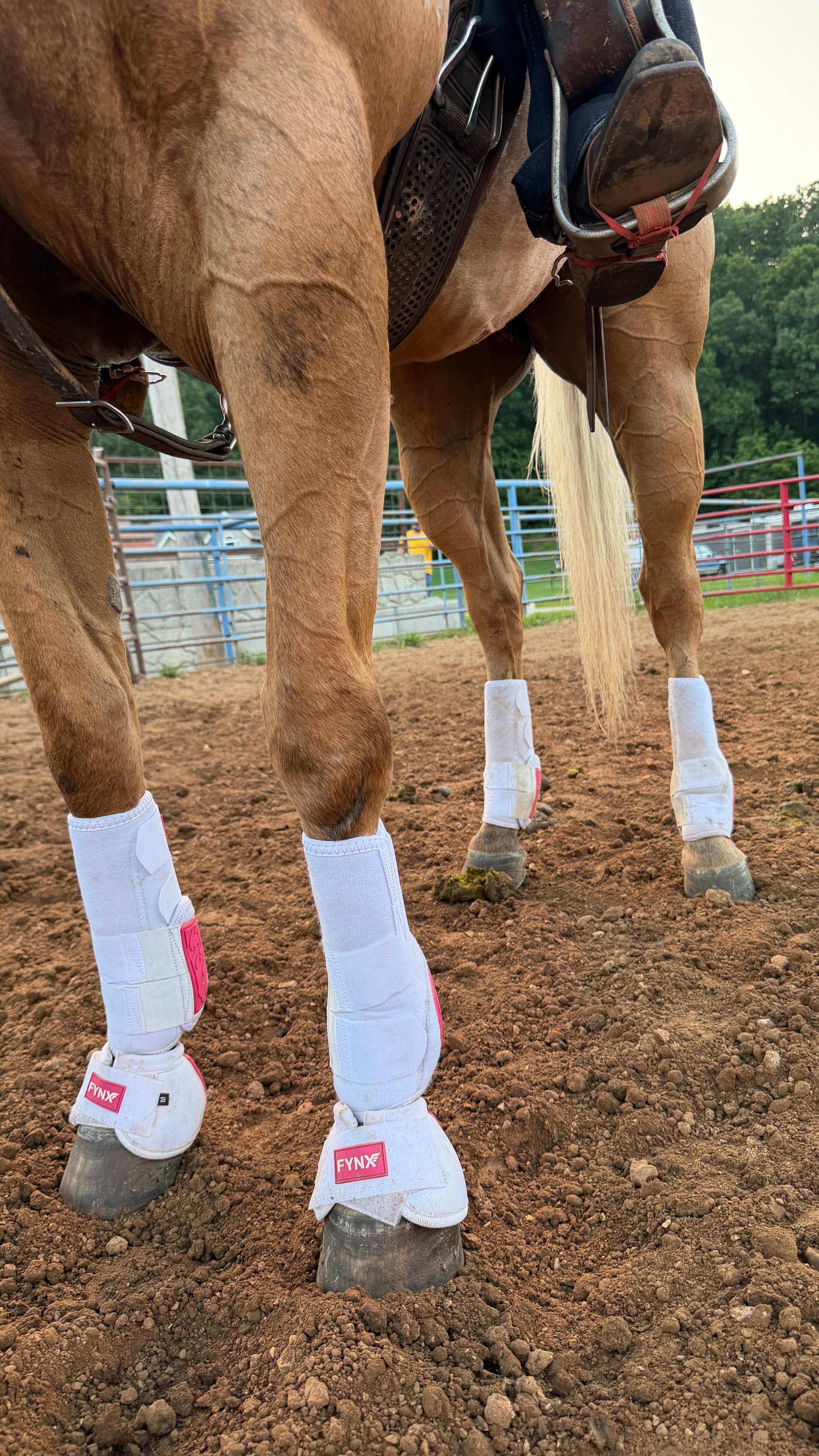 FYNX™ Splint Boots (White with Hot Pink)